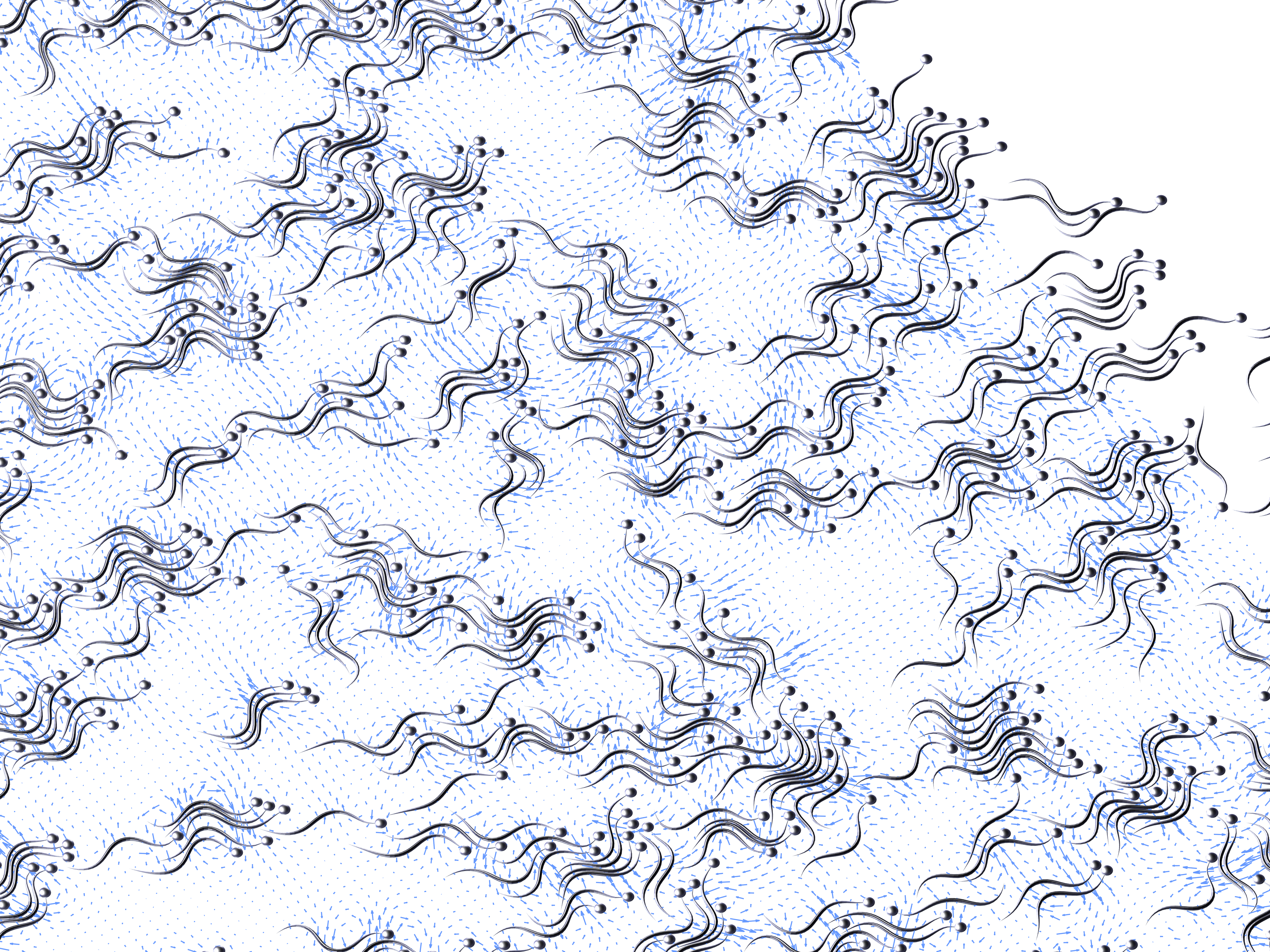9-sperm_swimming.png